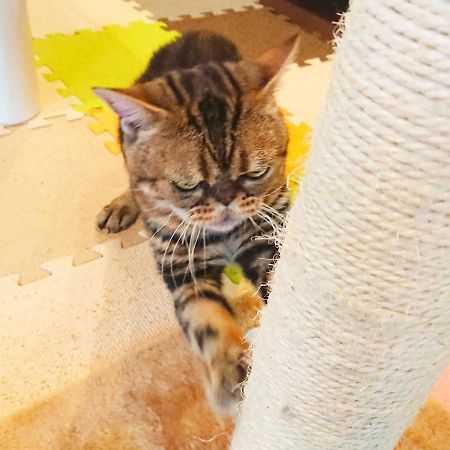 猫と断食の宿 Cat Inn Neko Kunisaki Экстерьер фото