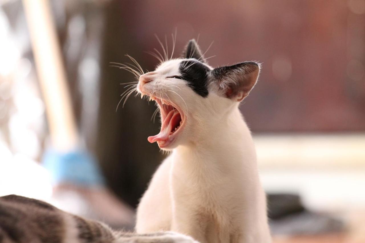 猫と断食の宿 Cat Inn Neko Kunisaki Экстерьер фото