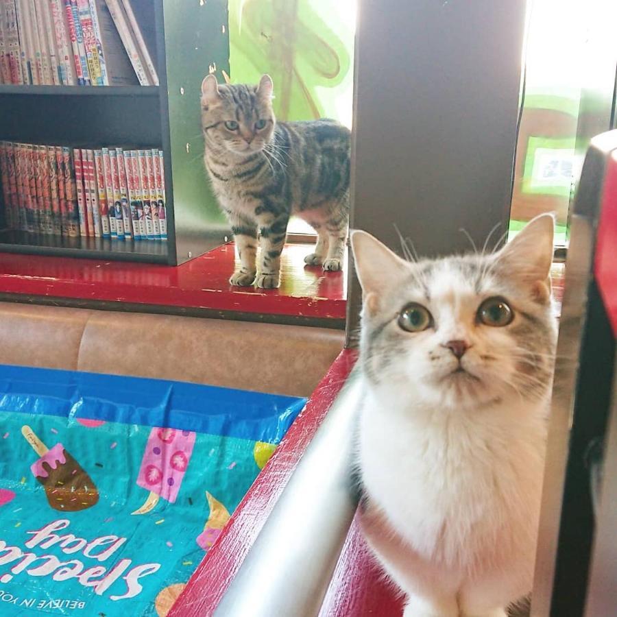 猫と断食の宿 Cat Inn Neko Kunisaki Экстерьер фото
