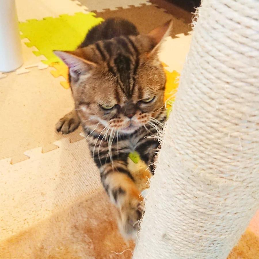 猫と断食の宿 Cat Inn Neko Kunisaki Экстерьер фото