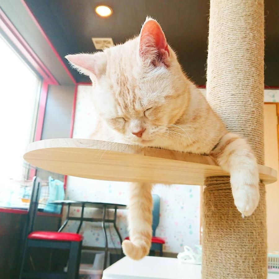 猫と断食の宿 Cat Inn Neko Kunisaki Экстерьер фото